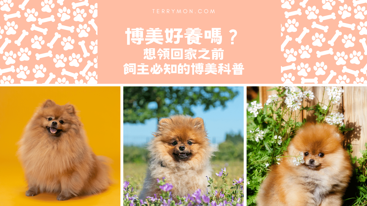 博美好養嗎？想領回家之前，飼主必知的博美科普
