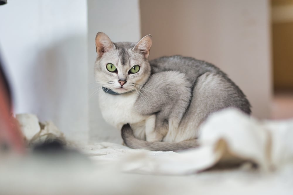 波米拉貓養護全指南｜認識集結優雅與溫柔於一身的波米拉貓