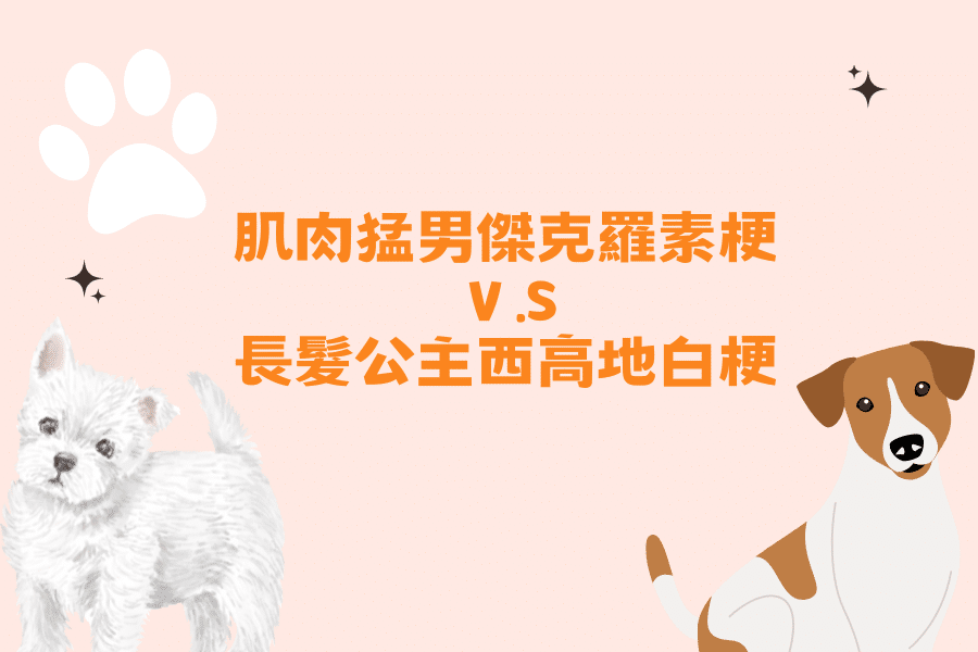 <梗犬系列> 肌肉猛男傑克羅素梗Ｖ.S長髮公主西高地白梗