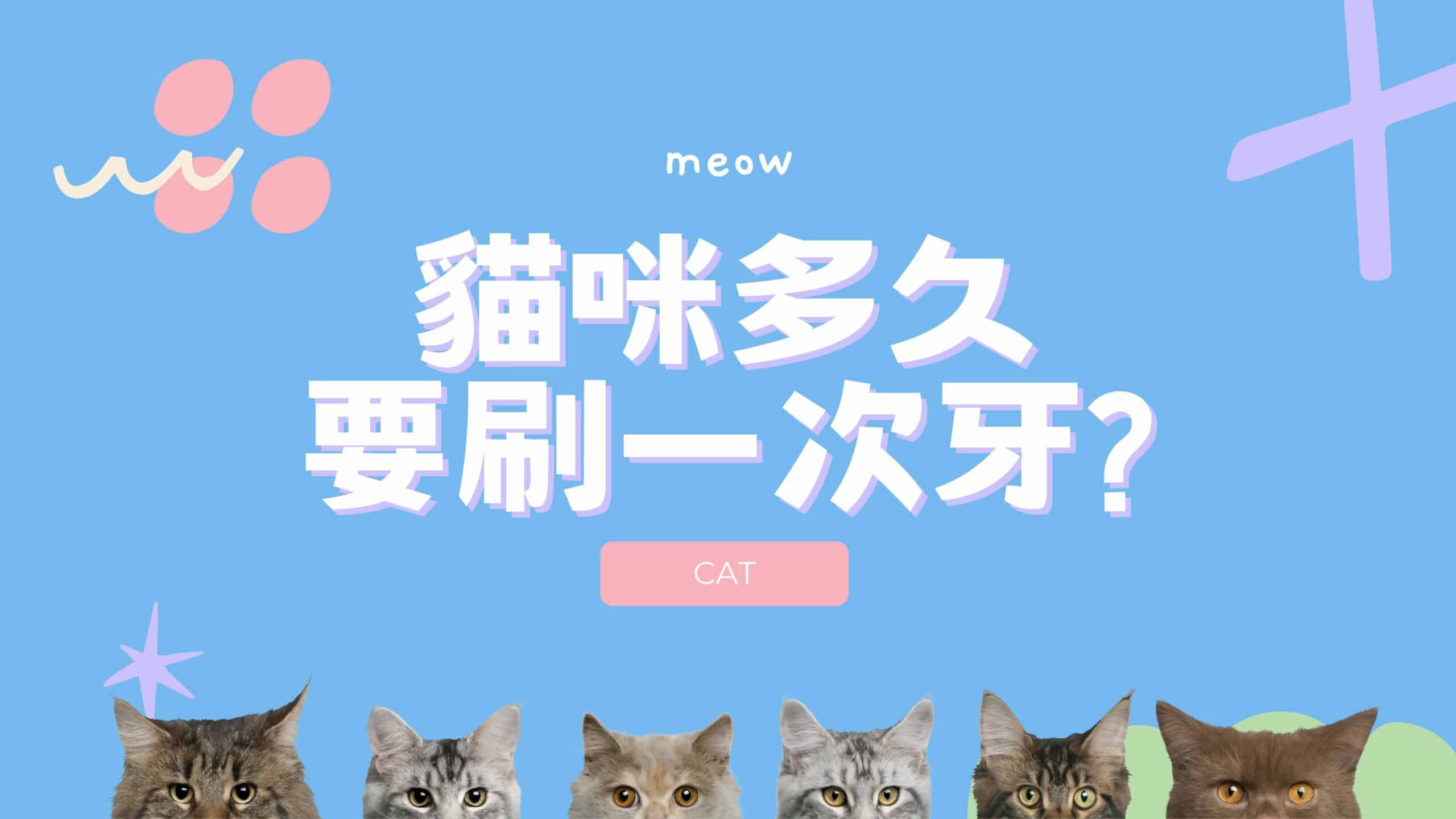 如何幫貓咪刷牙？貓咪潔牙攻略懶人包：2個步驟讓貓咪乖乖刷牙！