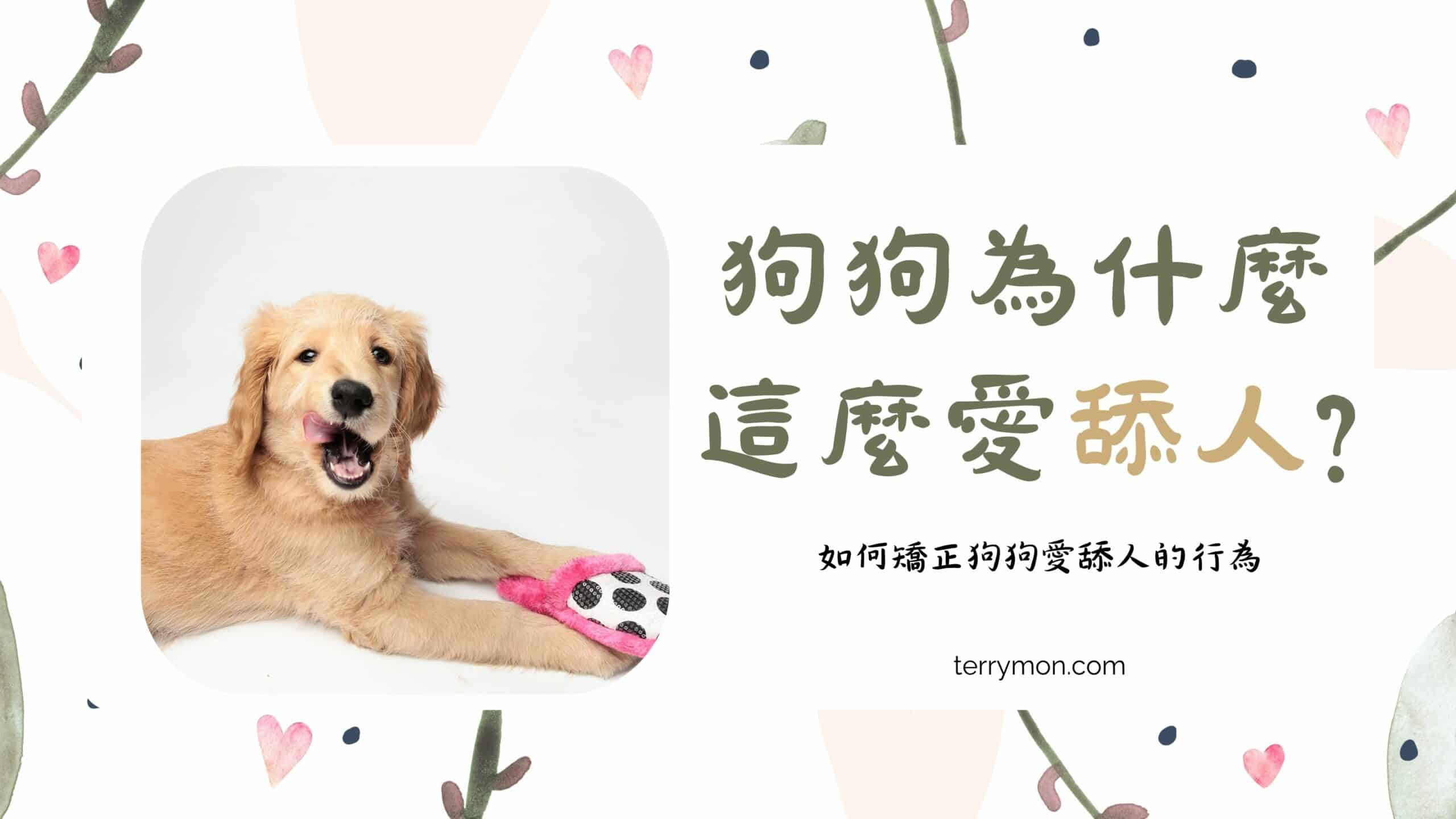 為何狗狗愛舔人？四個原因，讓你徹底搞懂牠們的內心小劇場