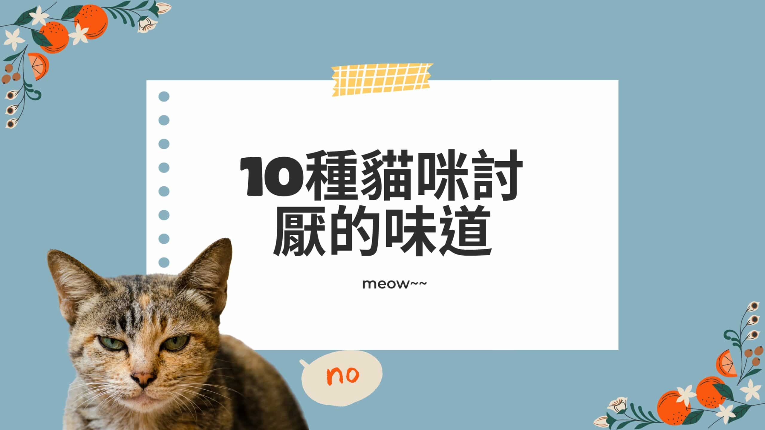 貓咪不喜歡柑橘和樟腦氣味？還可能讓牠們中毒？盤點貓咪討厭的8種味道！