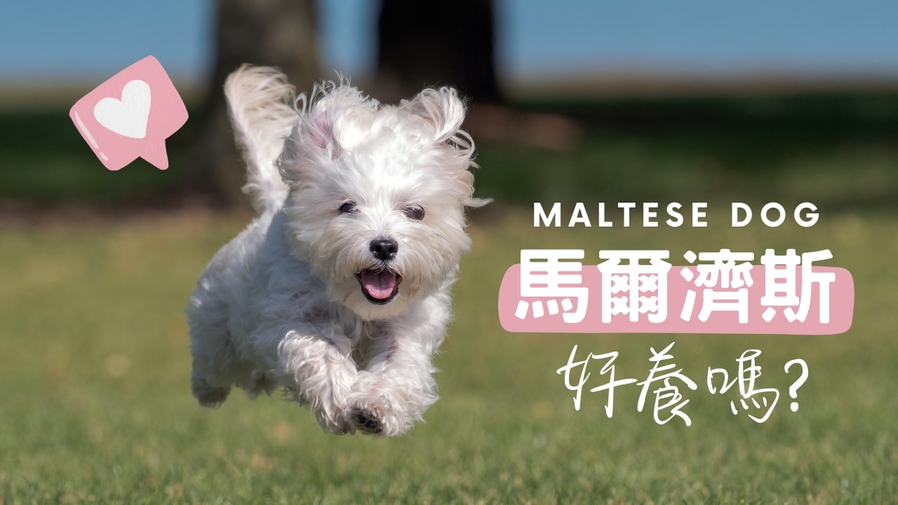 瑪爾濟斯好養嗎？探索純白玩偶犬迷人之處