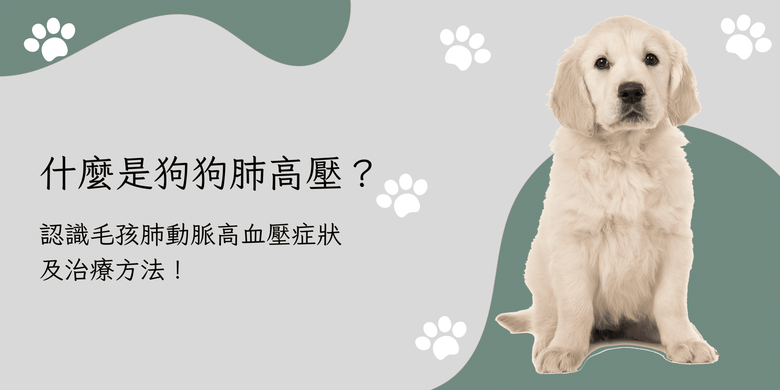 什麼是狗狗肺高壓？認識毛孩肺動脈高血壓症狀及治療方法！