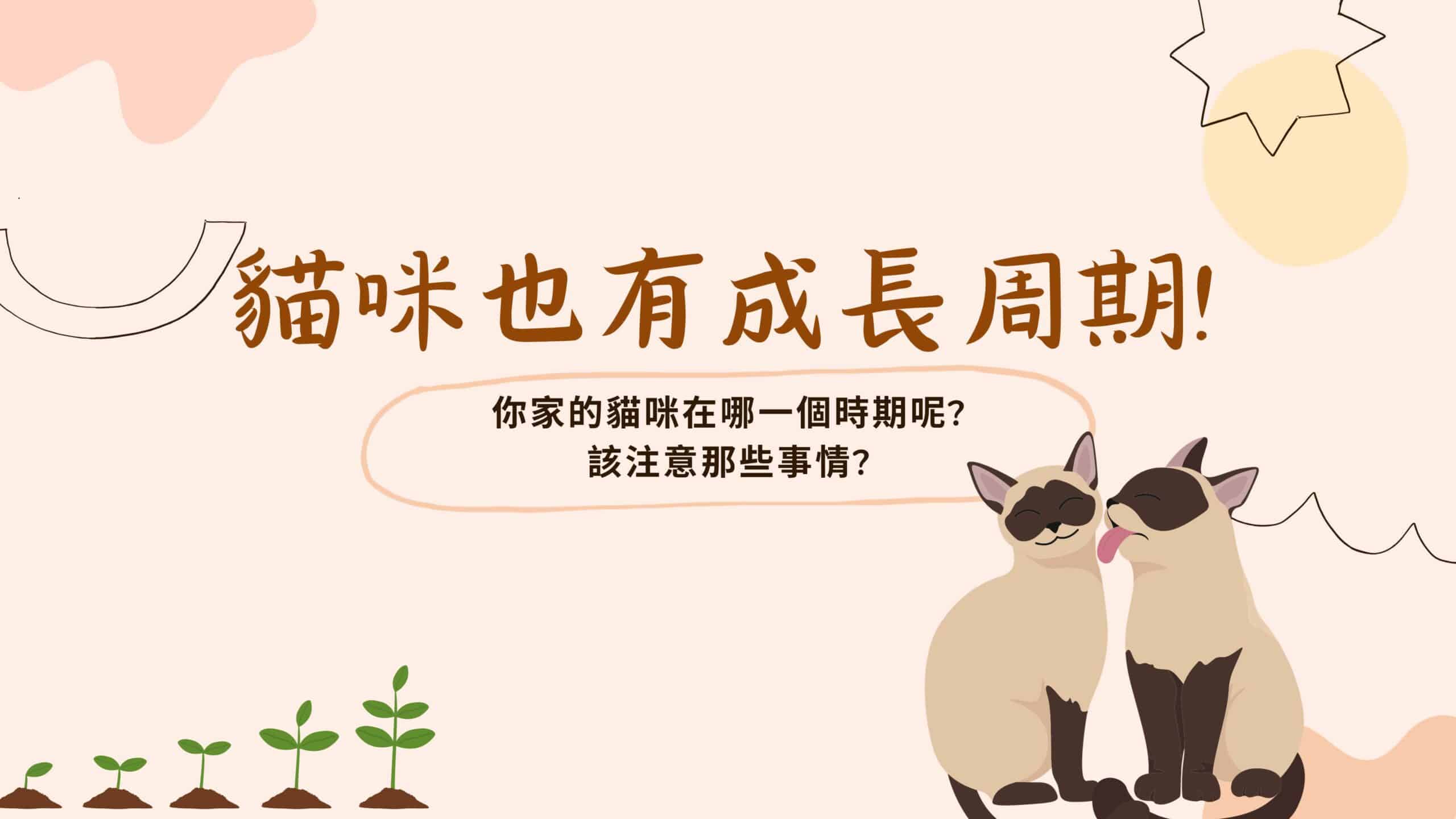 預防貓咪的行為問題！剖析貓咪的成長過程及成長週期，理解貓咪的需求！