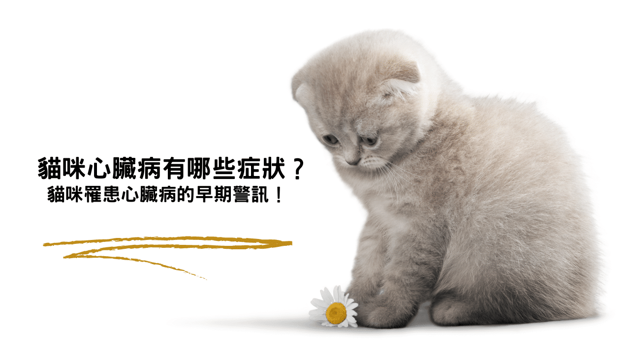 貓咪心臟病有哪些症狀？原來這些行為是罹患心臟病的早期警訊！