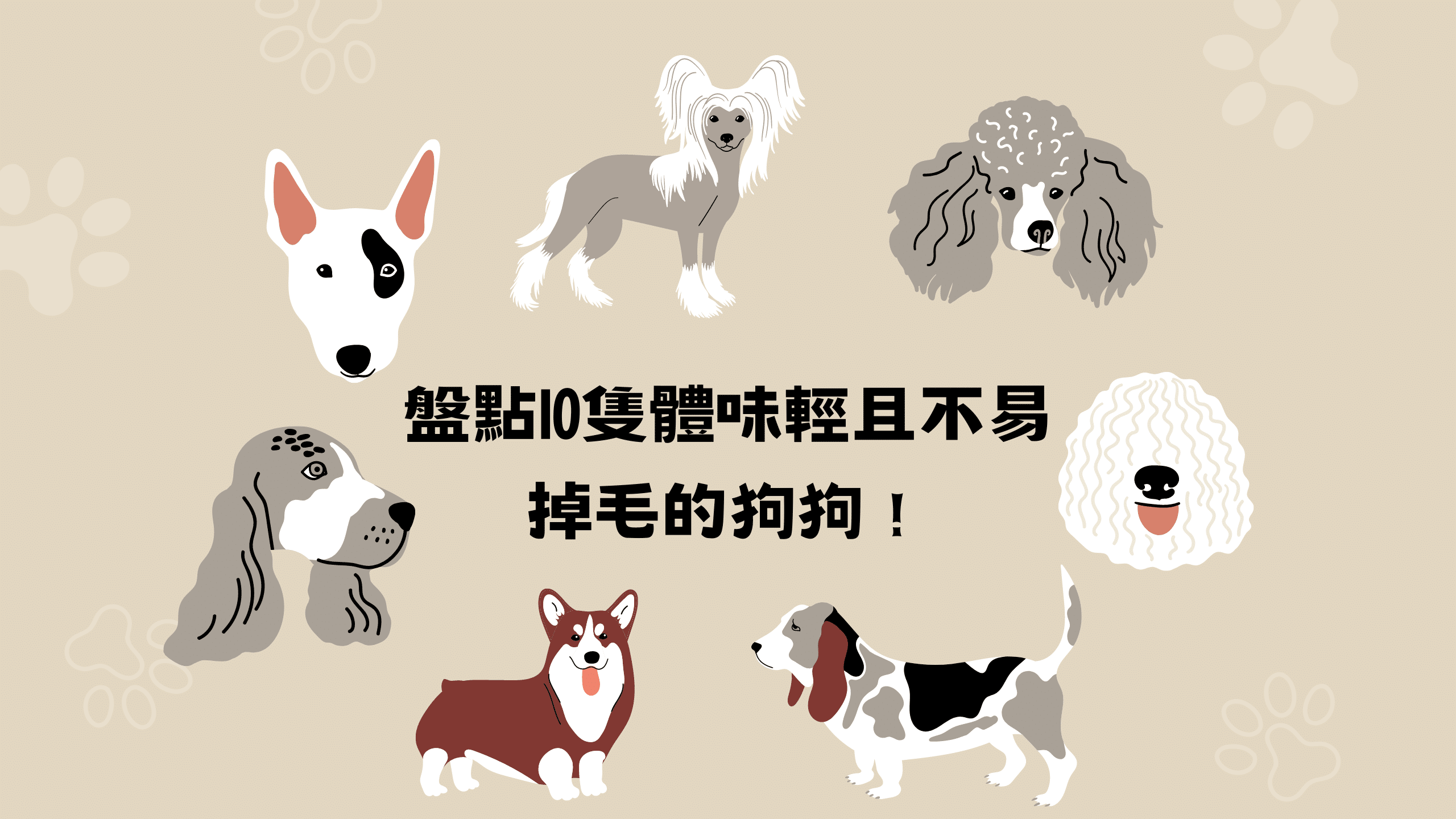 這些狗狗不臭臭？盤點10隻體味輕且不易掉毛的狗狗！