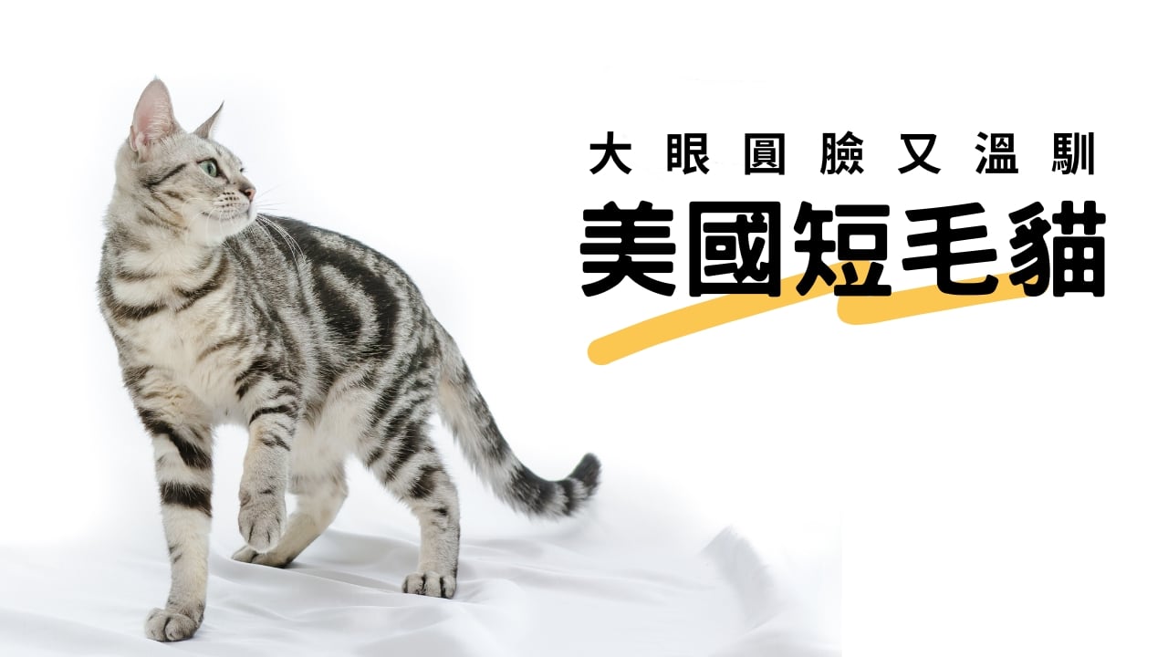 大眼圓臉又溫馴！廣受喜愛的美短貓介紹