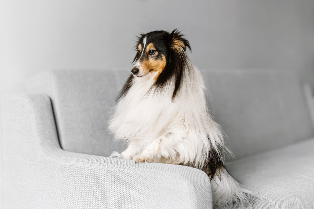 喜樂蒂牧羊犬的智商有多高？6大飼養優缺點一起來瞭解