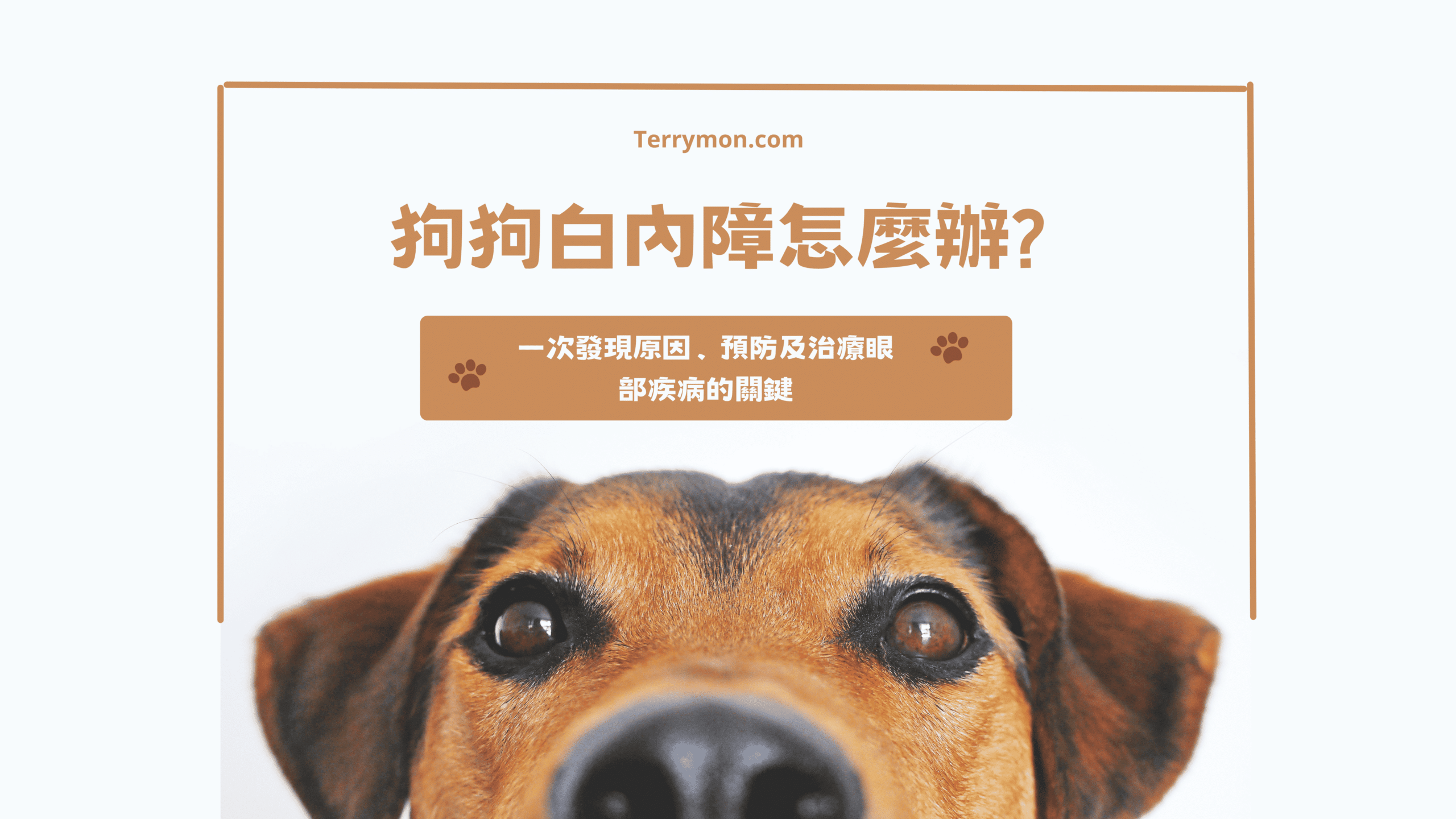 狗狗白內障怎麼辦｜一次發現原因、預防及治療眼部疾病的關鍵