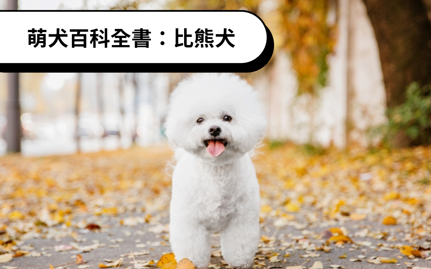 萌犬百科全書：比熊犬