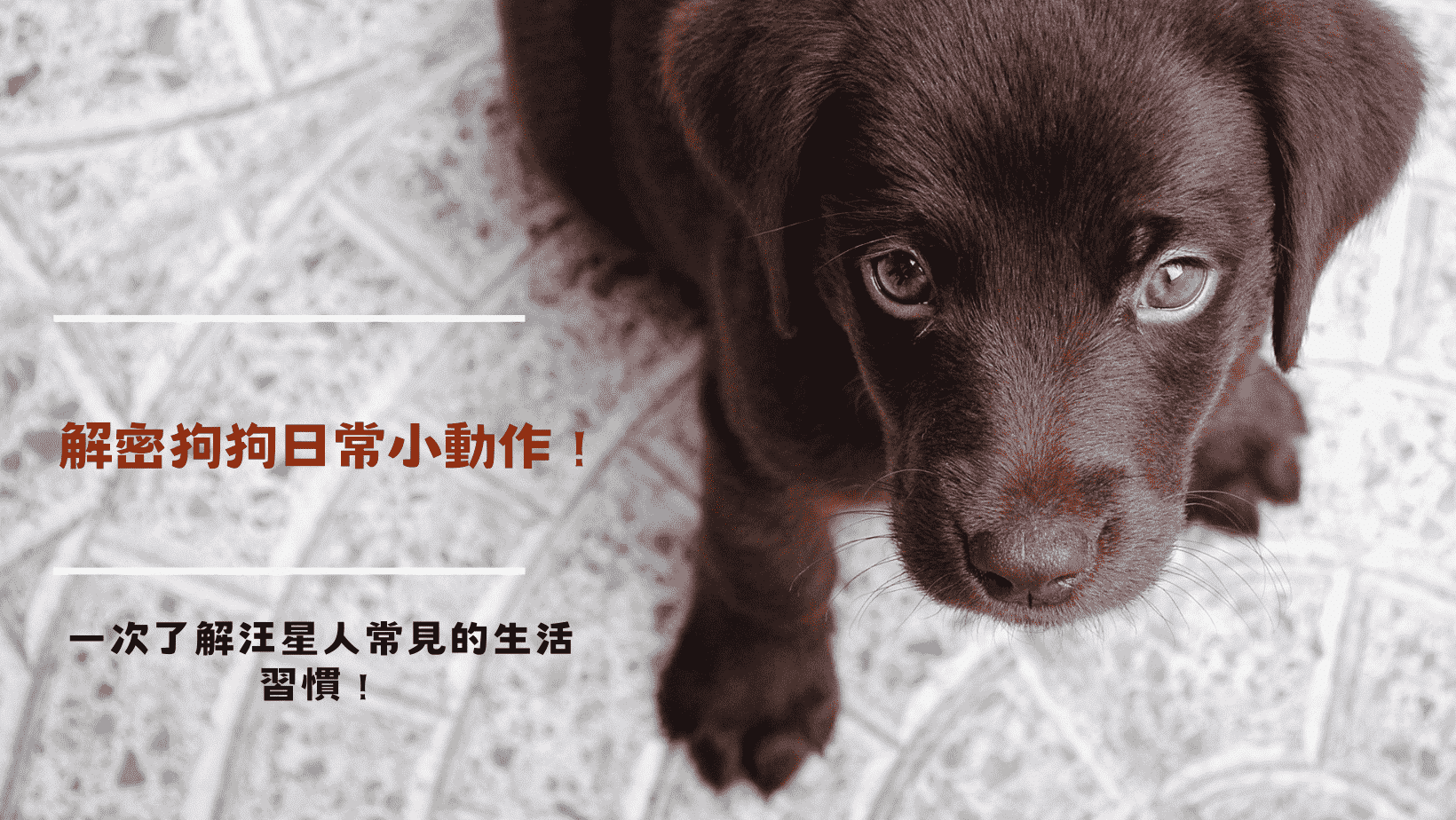 解密狗狗日常小動作！一次了解汪星人常見的生活習慣！
