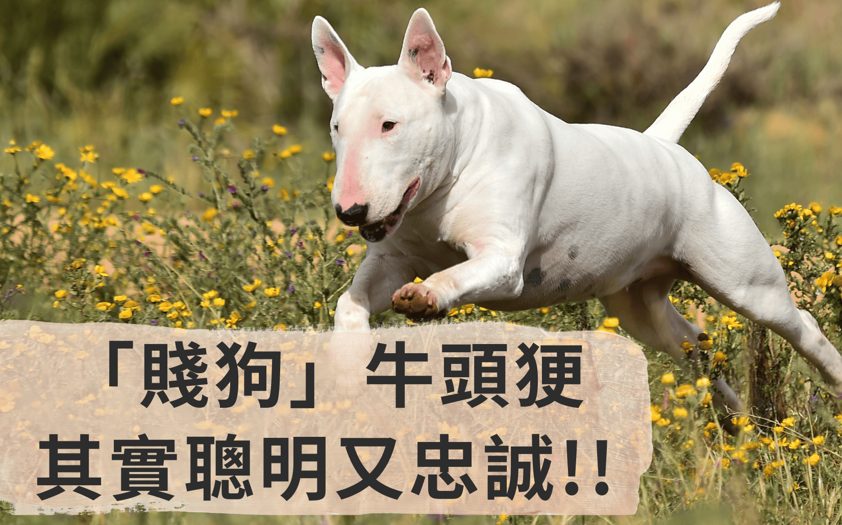 牛頭㹴其實聰明又忠誠！從家有賤狗到白色騎士