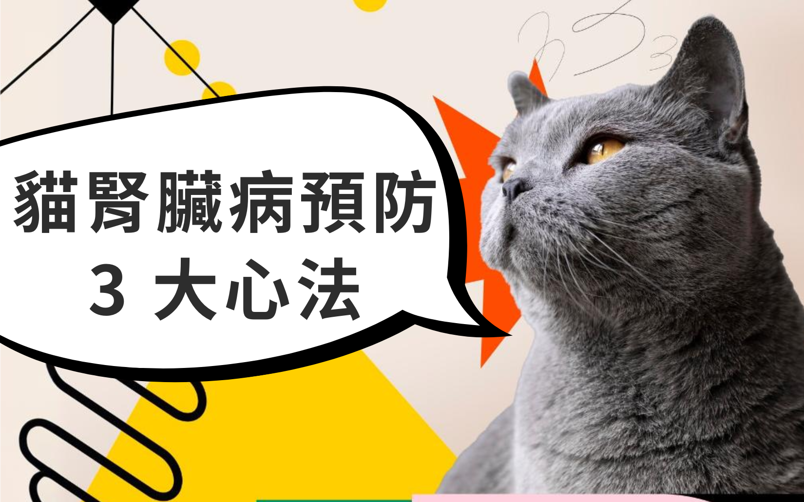 貓腎臟病預防3大心法：從定期健檢、日常飲食到貓咪腎臟保健