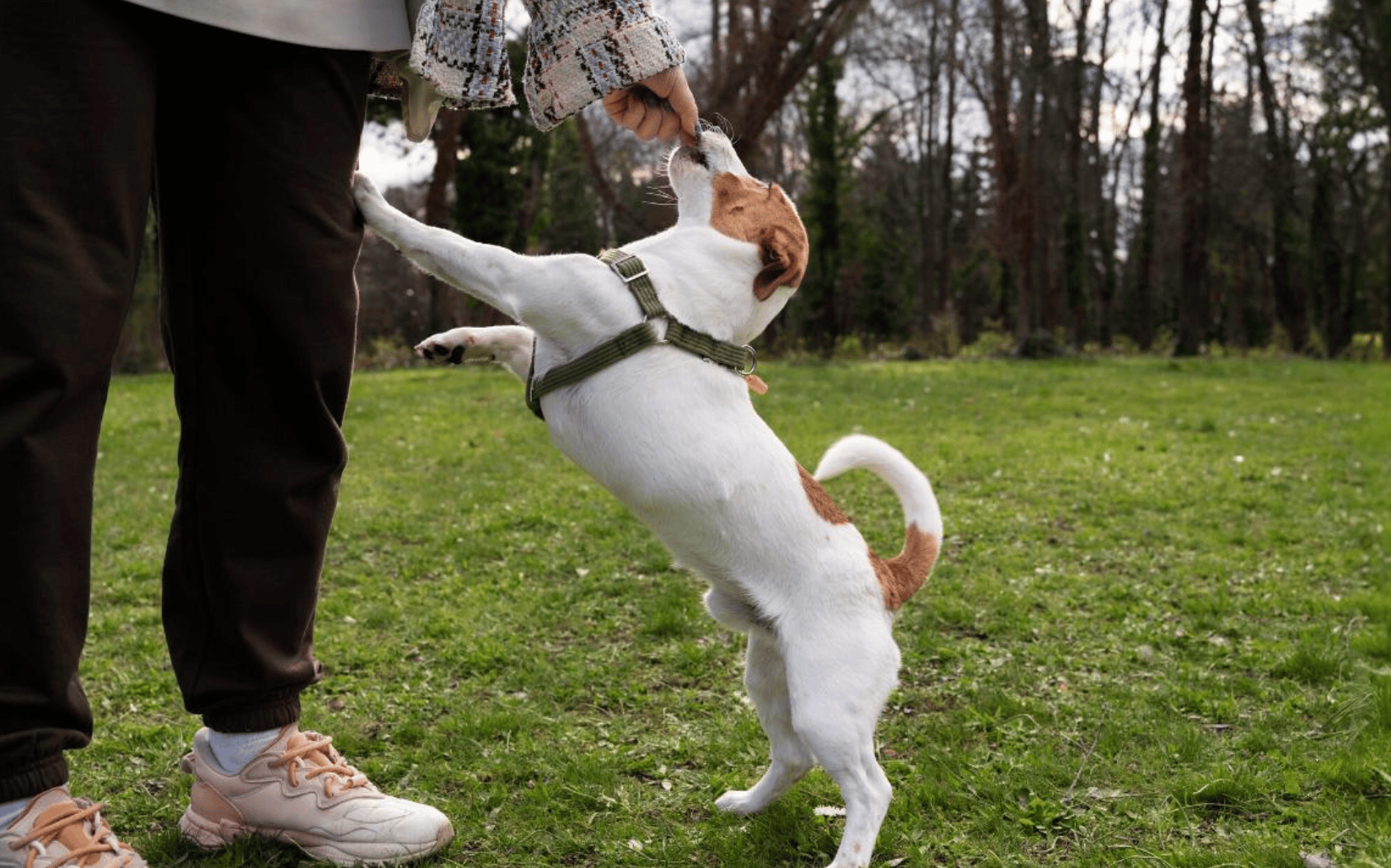 寵物日常｜狗狗發情期