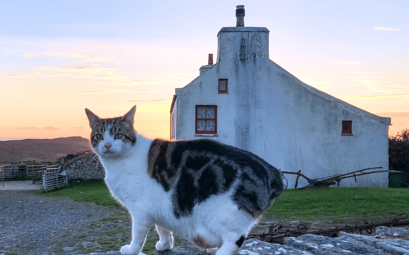 沒尾巴的貓咪！曼島貓3大迷人特質，社交智商超高