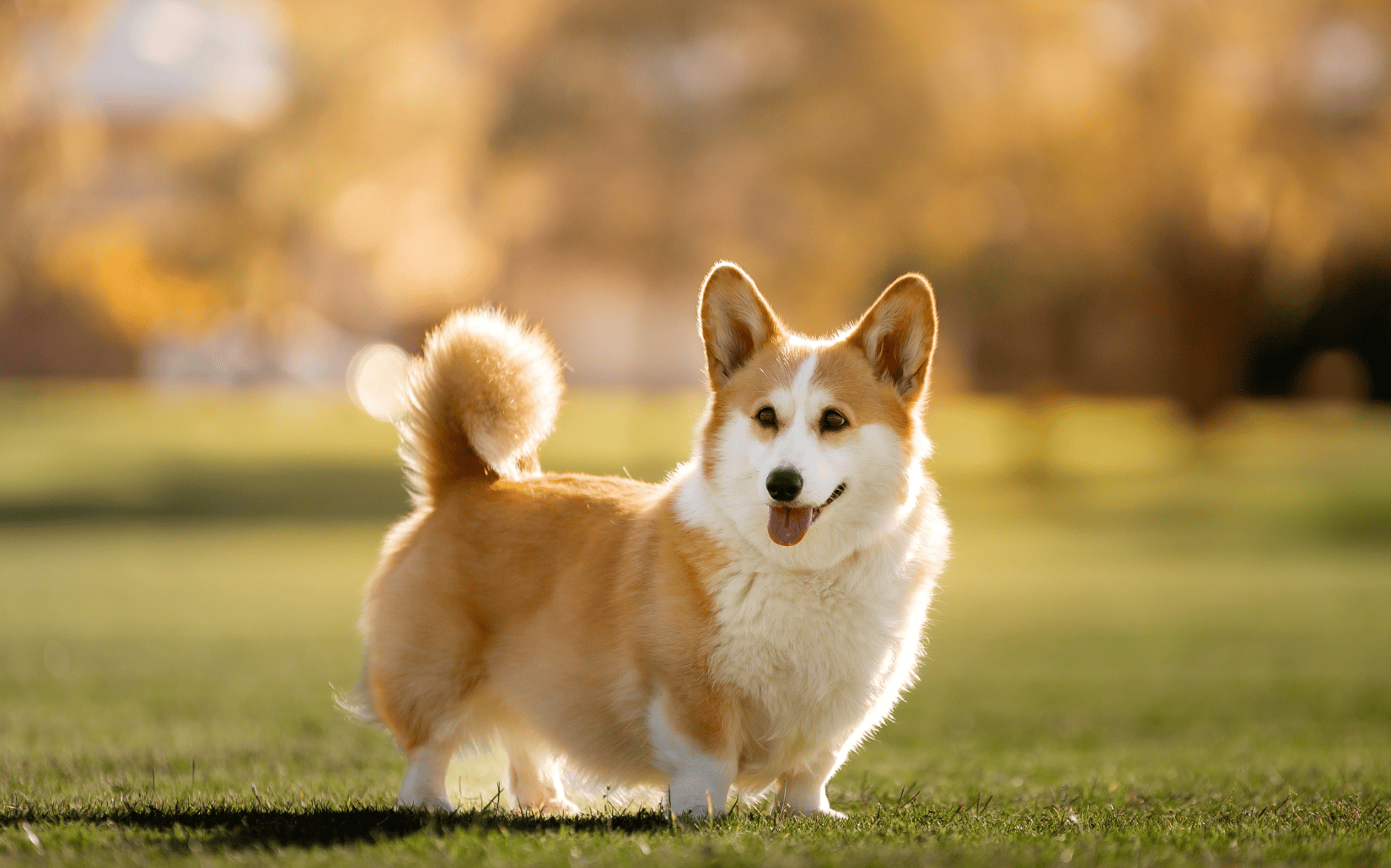 萌犬百科全書｜威爾斯柯基犬 Welsh Corgi