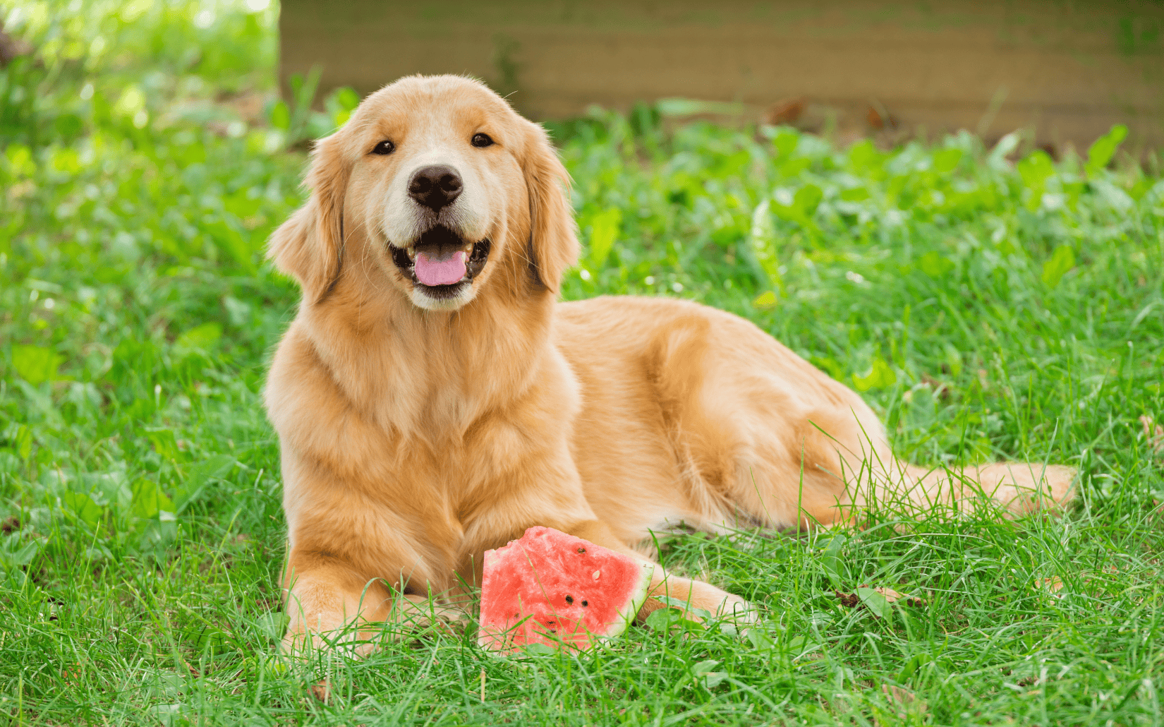 黃金獵犬萌點大盤點！全世界都愛養的金毛狗狗！