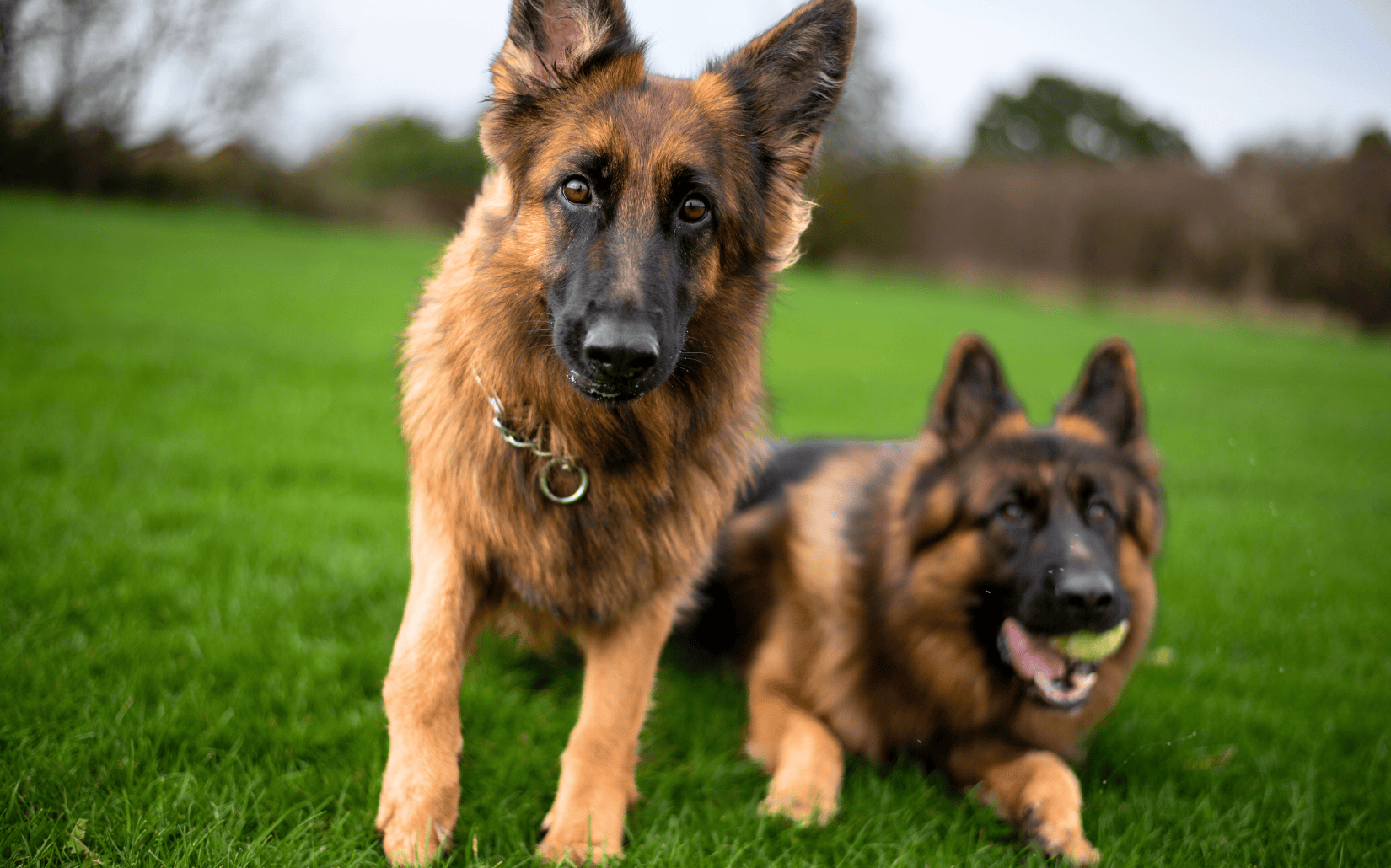 大型犬百科全書｜德國牧羊犬 German Shepherd