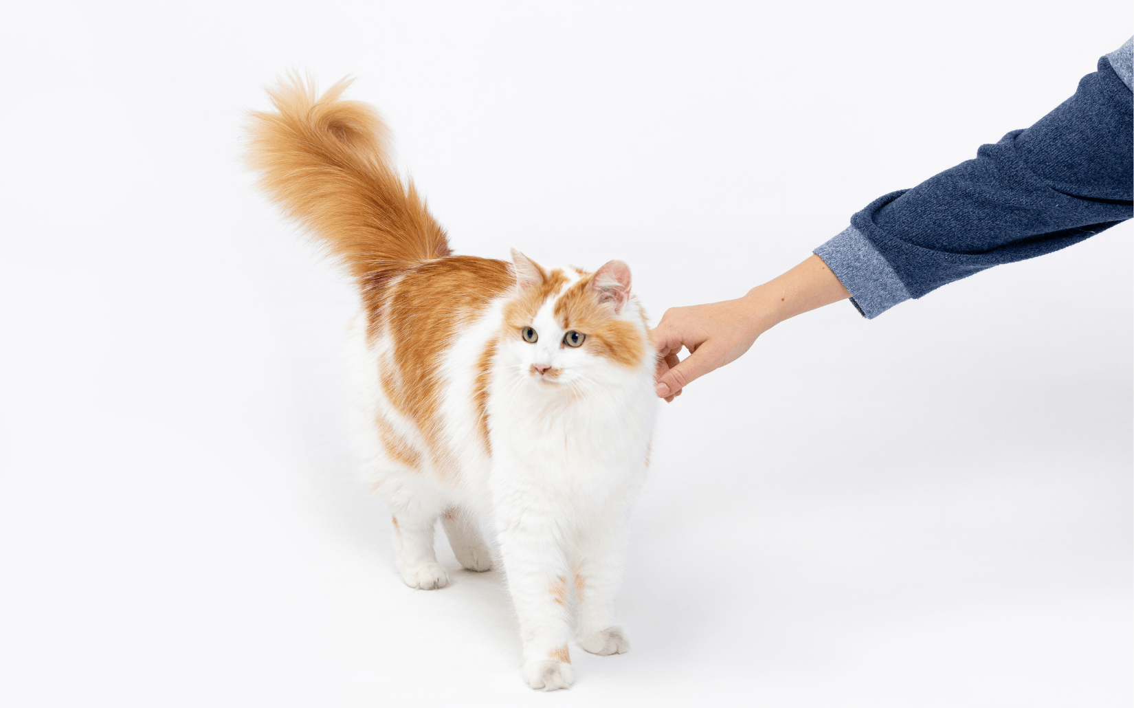 3+1階段，教你與貓咪建立親密關係！