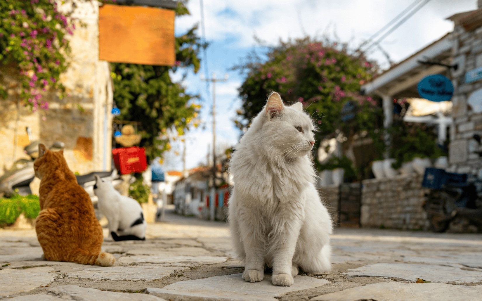 貓咪風潮｜流浪貓咪篇