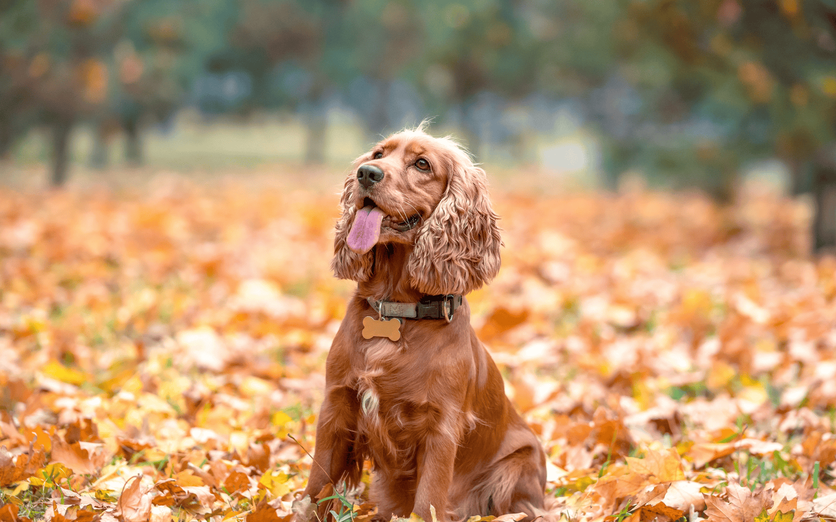 萌犬百科全書｜可卡犬篇