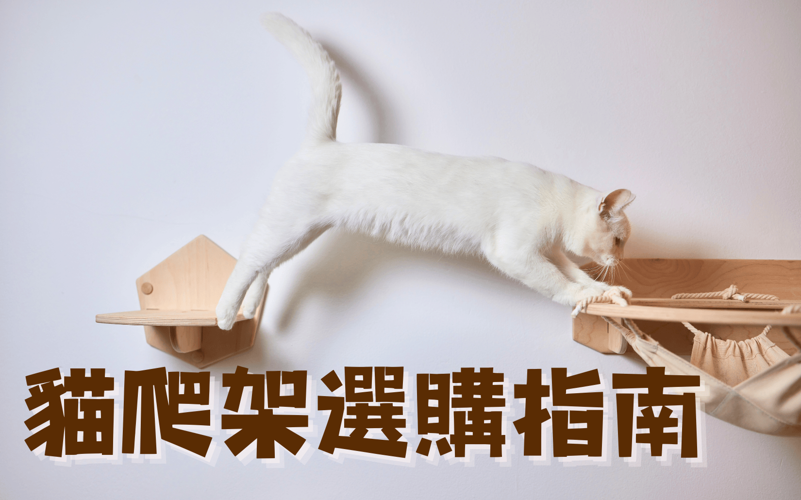 給新手貓奴的選購指南！想幫主子買玩具卻苦無idea ？從貓爬架選購下手就對了