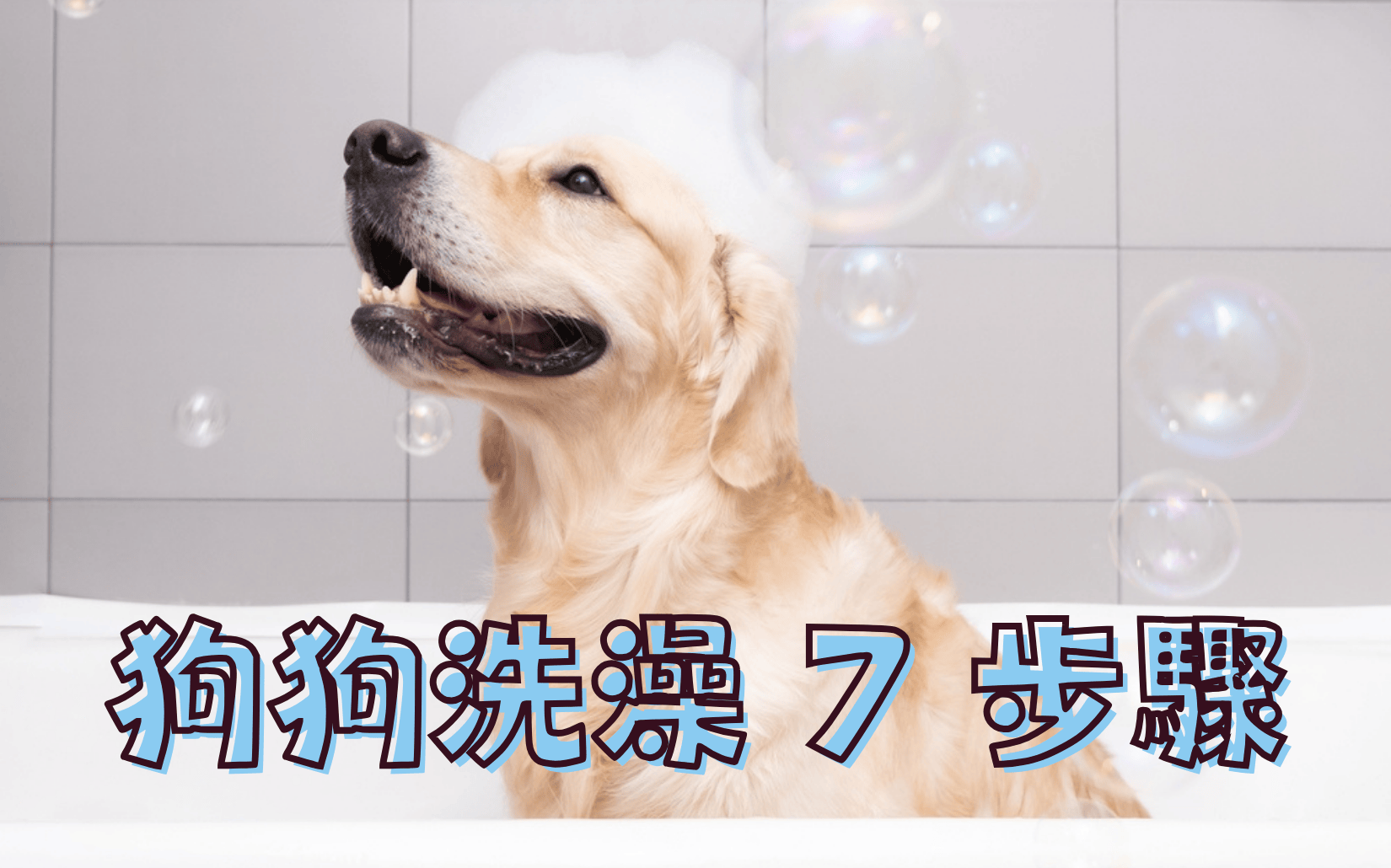 寵物日常｜狗狗洗澡篇