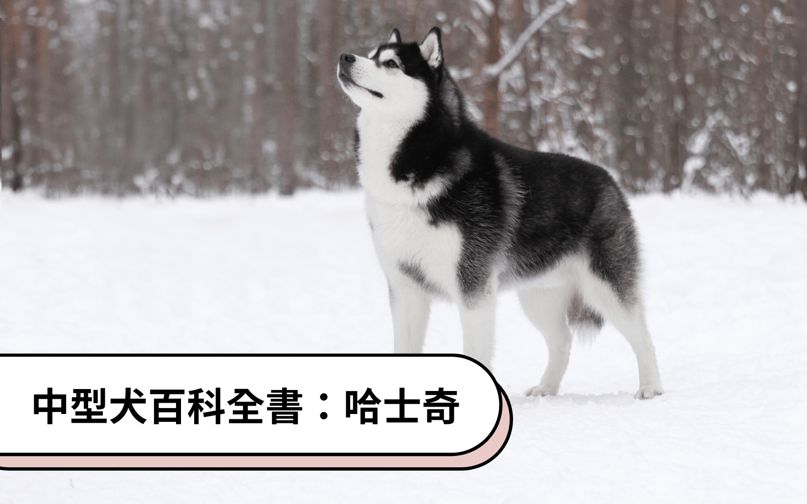 中型犬百科全書｜哈士奇 Siberian Husky