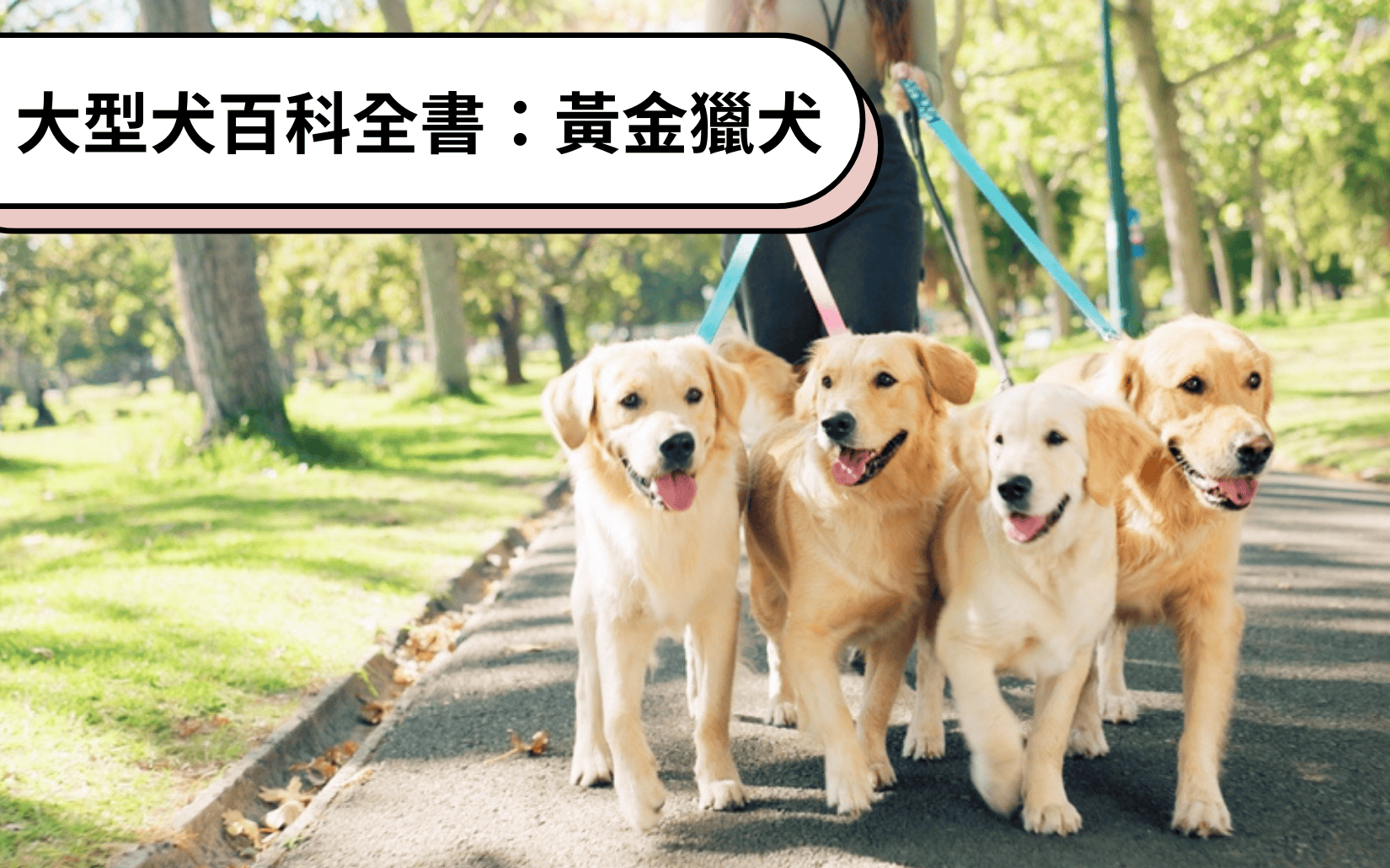 大型犬百科全書：黃金獵犬 Golden Retriever