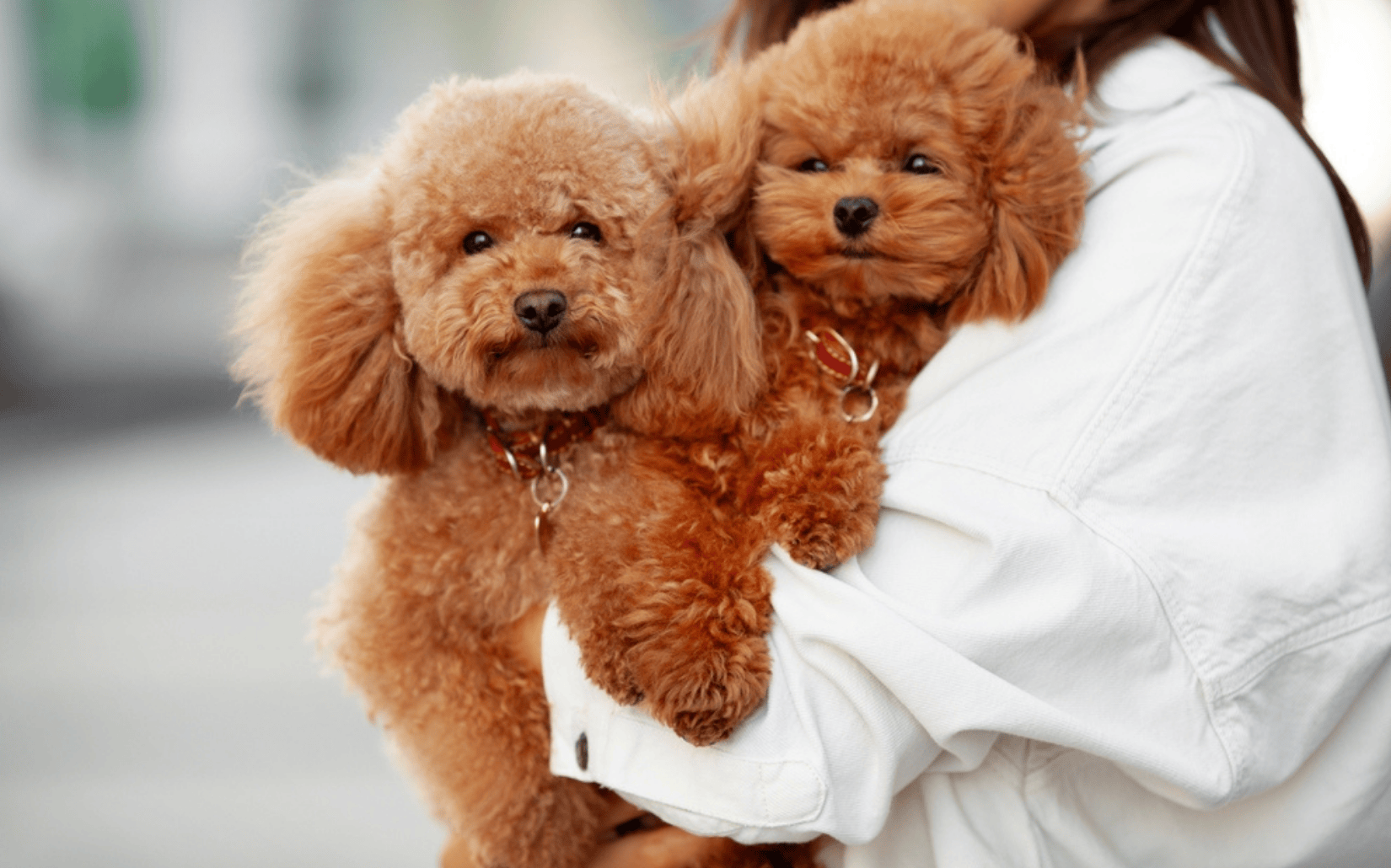 貴賓犬 Poodle