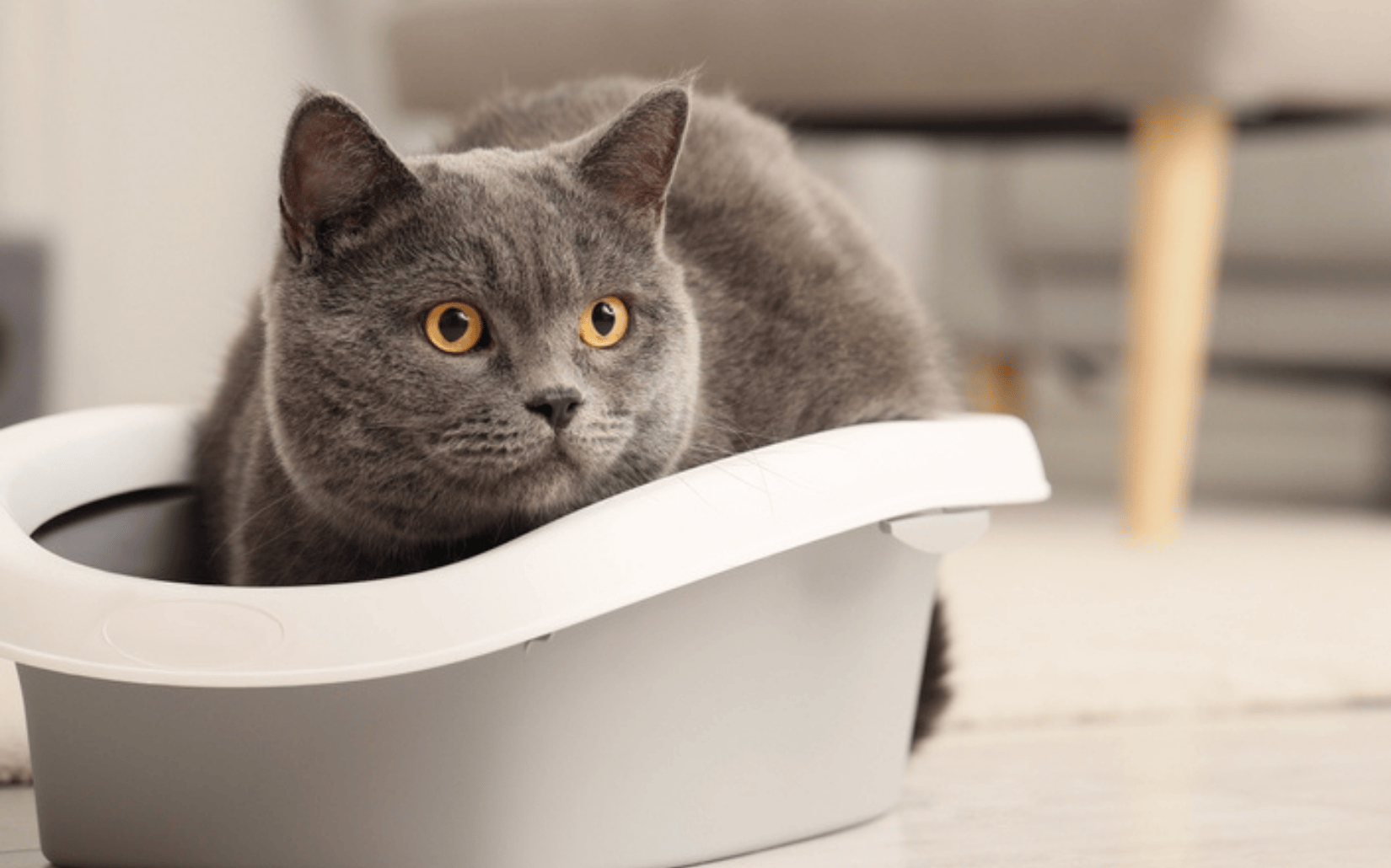 英國短毛貓 British Shorthair