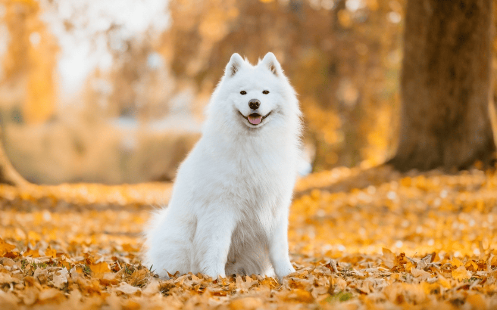 如同冰雪世界裡的一顆太陽：探索薩摩耶犬的迷人特質