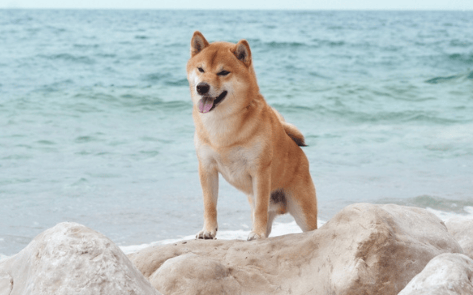 路上超常見的柴犬個性如何？柴犬的種類、優缺點報你知