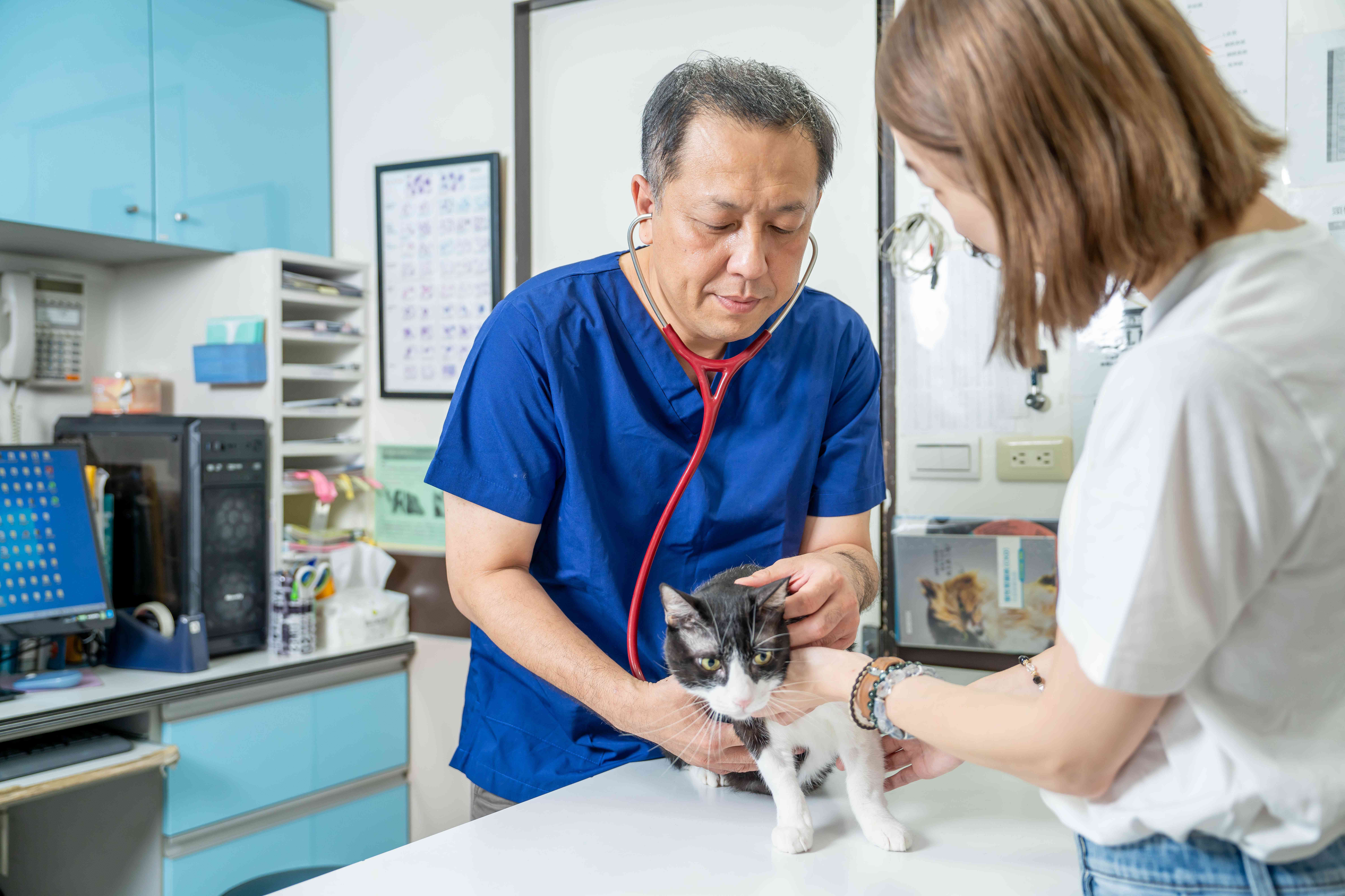 貓咪感染心絲蟲死亡率高達 100% 獸醫呼籲：每月定期投藥是關鍵