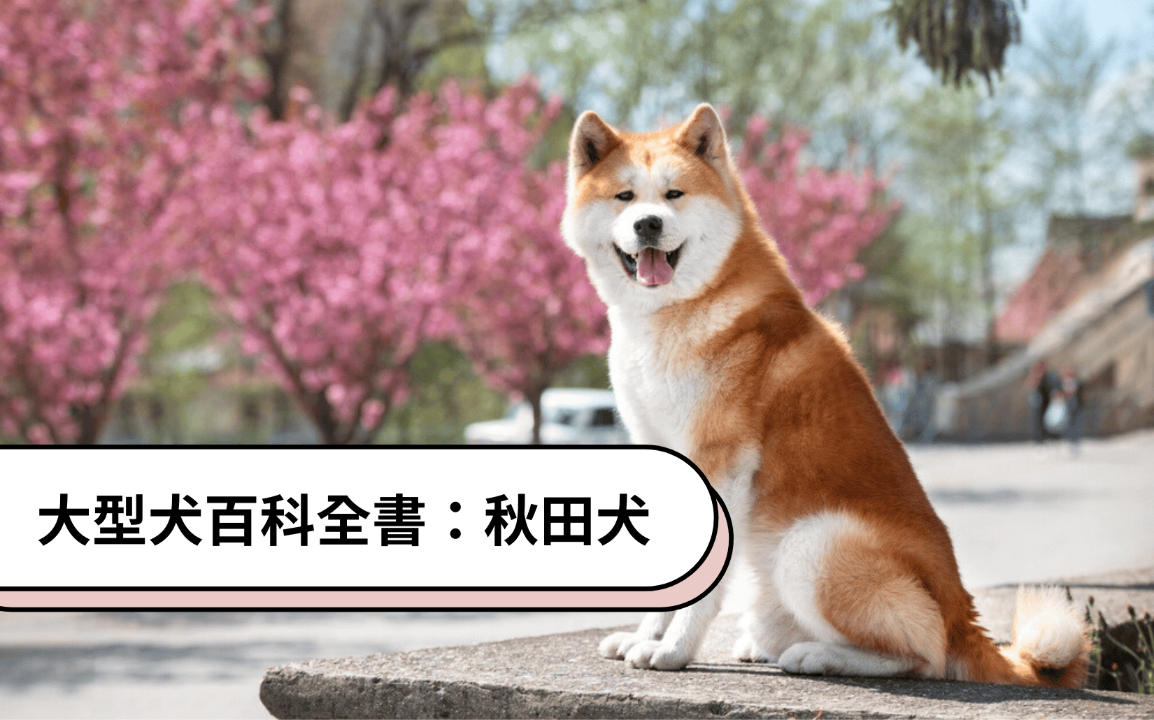 大型犬百科全書｜秋田犬 Akita Inu
