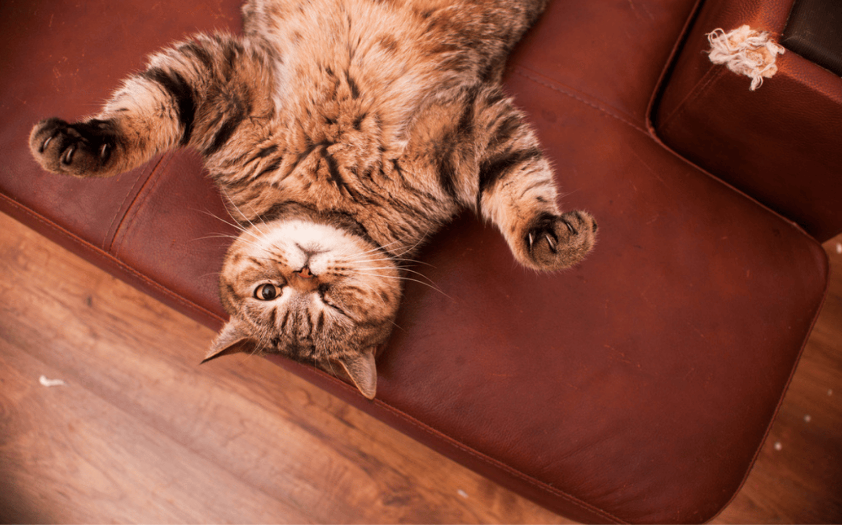 貓咪行為大解密！貓奴須知貓咪行為大解密