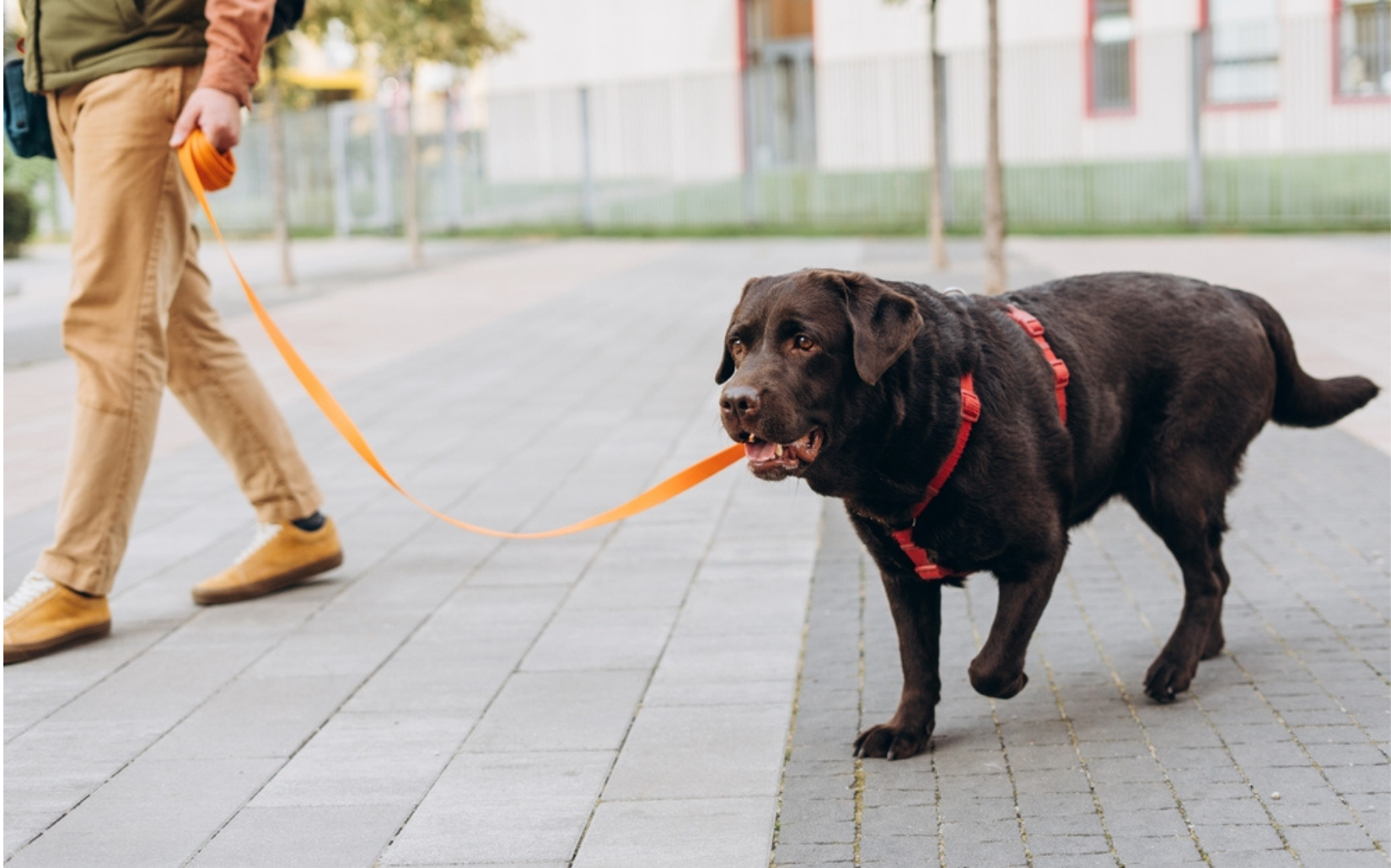 中型犬百科全書｜拉布拉多犬 Labrador Retriever