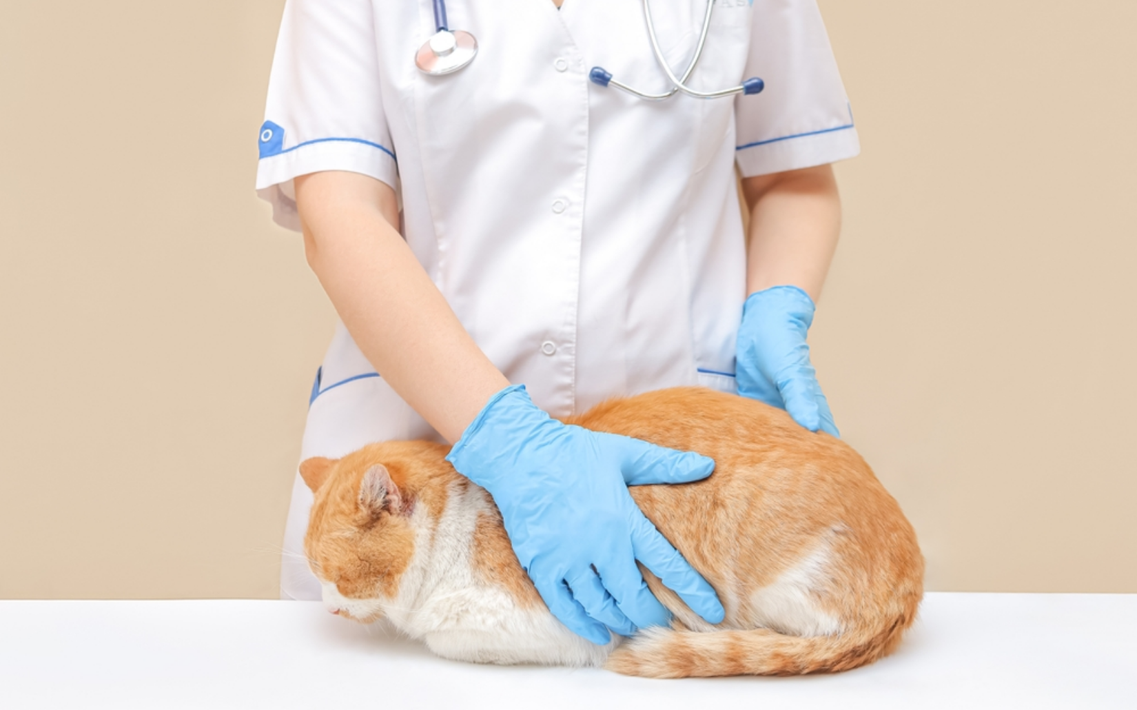 貓奴必備知識！貓咪嘔吐怎麼辦？吐什麼、原因及如何處理