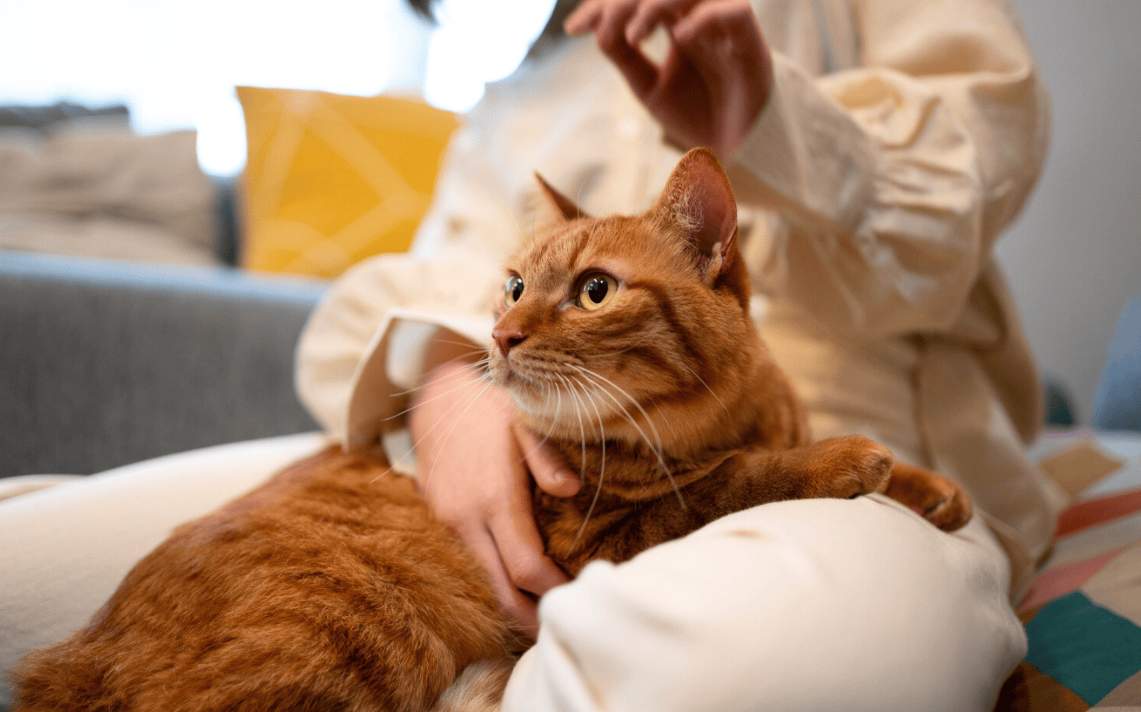 貓咪脱毛與貓癬有關嗎？貓咪脫毛的原因、症狀、預防方式一次看！